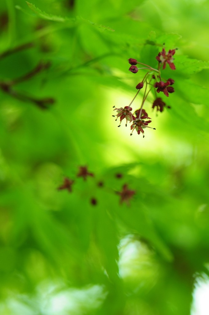 もみじの花