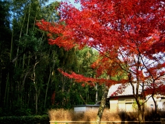 竹と紅葉