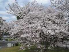 附属病院構内の桜-03