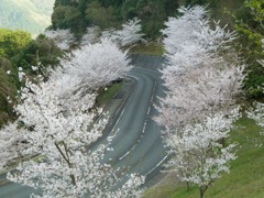 冨士山（とみすやま）公園の桜-11