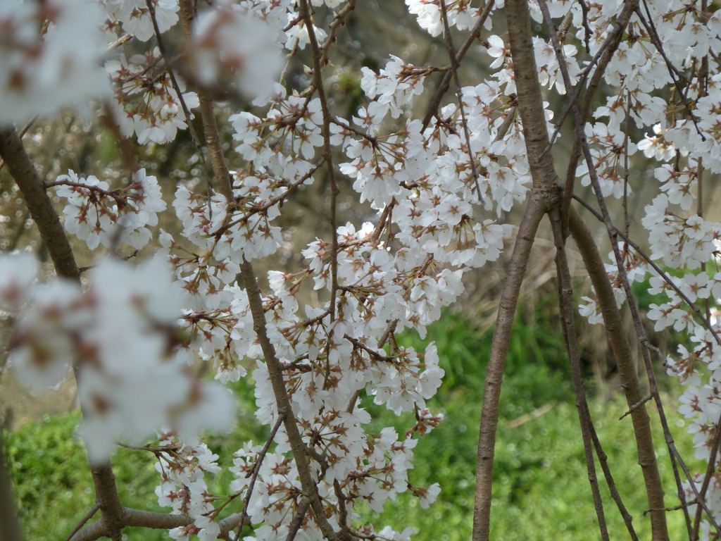 しだれ桜-4