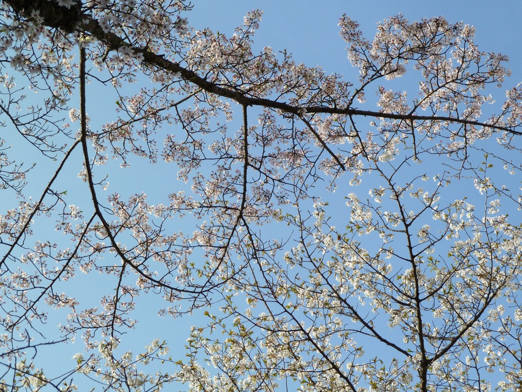 冨士山（とみすやま）公園の桜-10