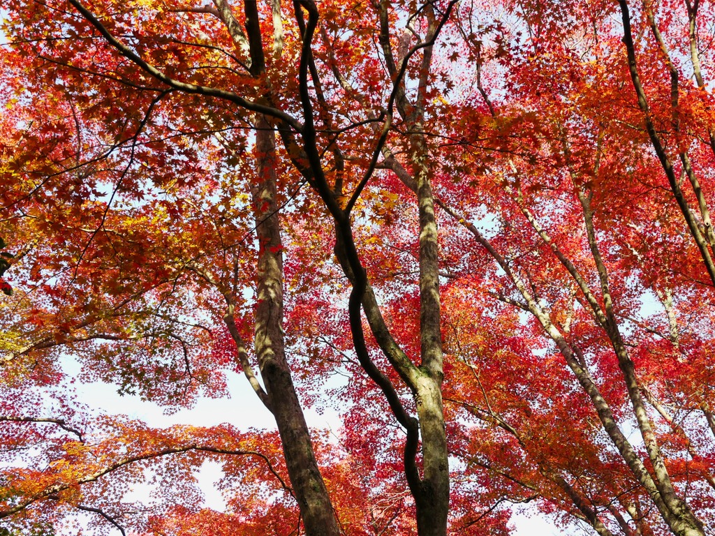 紅葉04