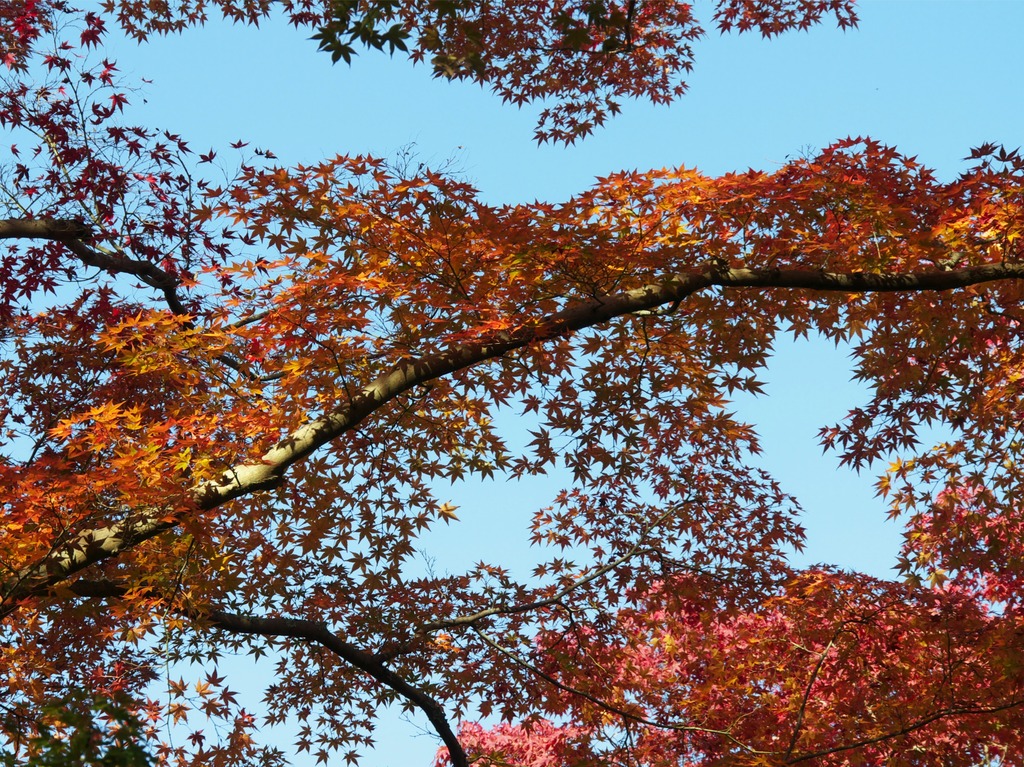 紅葉06