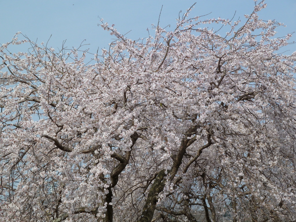 しだれ桜-2