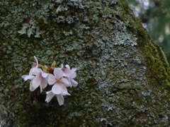 冨士山（とみすやま）公園の桜-8