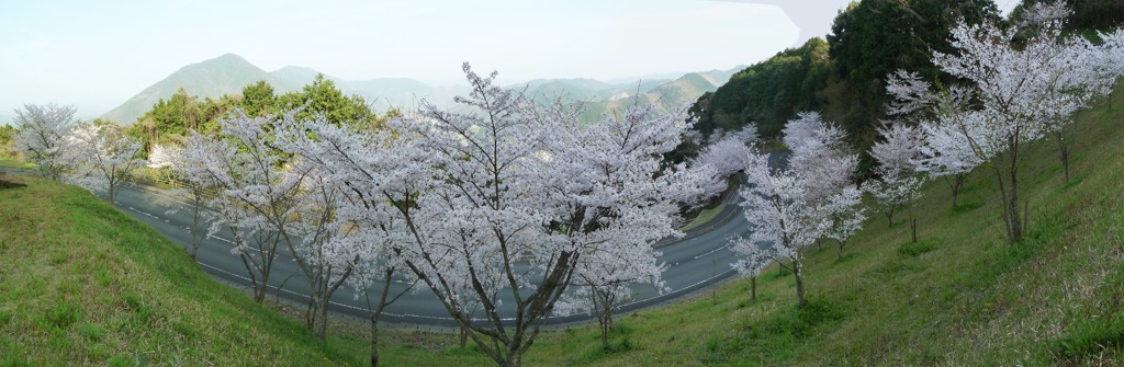 冨士山（とみすやま）公園の桜-13