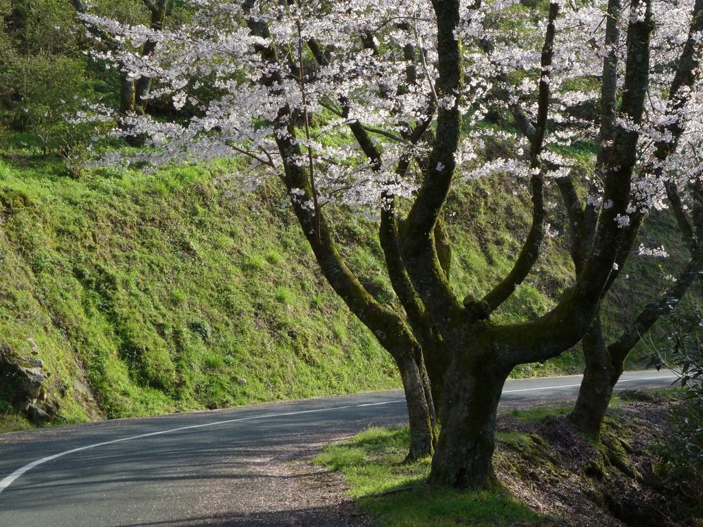 冨士山（とみすやま）公園の桜-7
