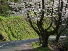 冨士山（とみすやま）公園の桜-7