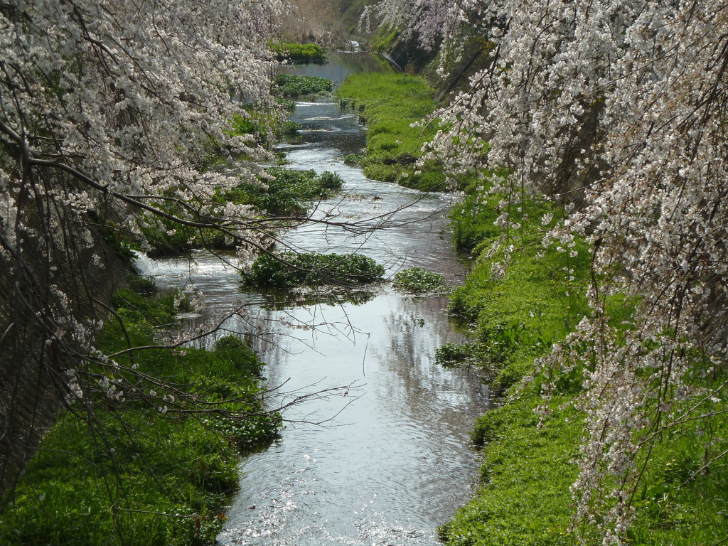 しだれ桜-1