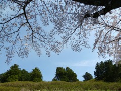 冨士山（とみすやま）公園の桜-9
