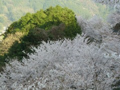 冨士山（とみすやま）公園の桜-12