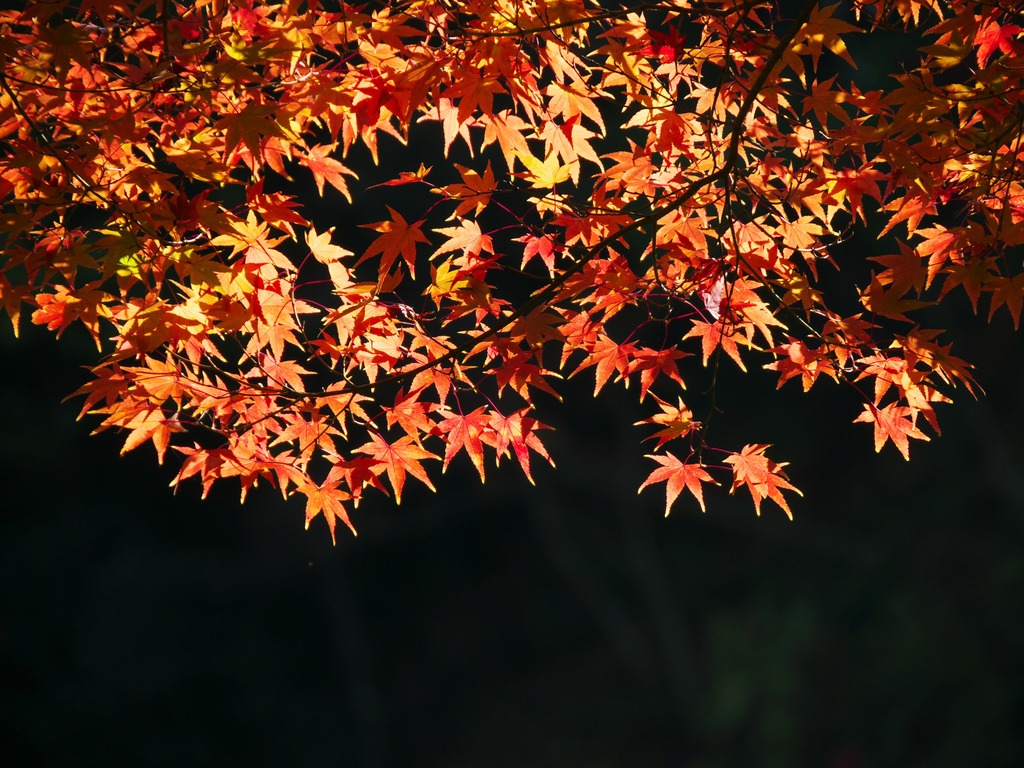 紅葉03