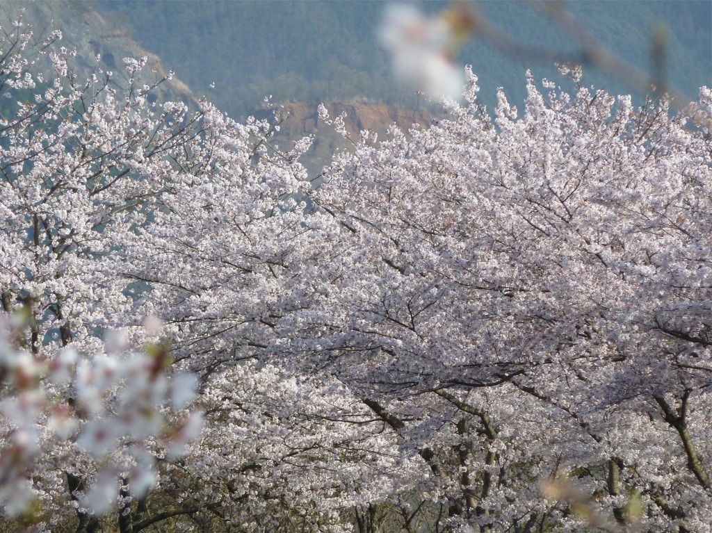 冨士山（とみすやま）公園の桜-1