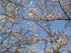 冨士山（とみすやま）公園の桜-6