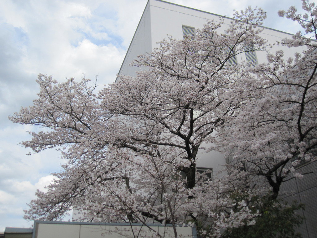 附属病院構内の桜-05