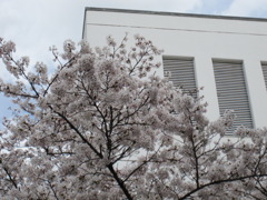 附属病院構内の桜-07