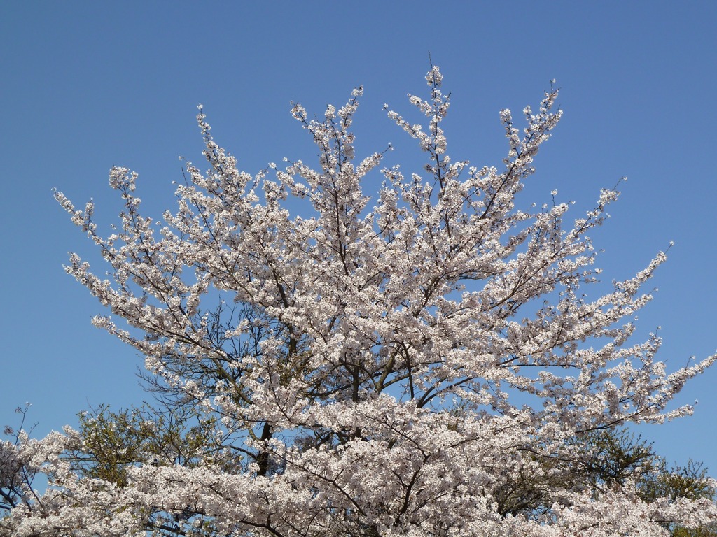 冨士山（とみすやま）公園の桜-5