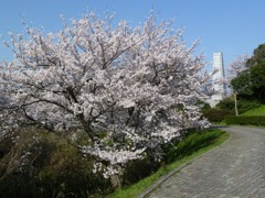 冨士山（とみすやま）公園の桜-4