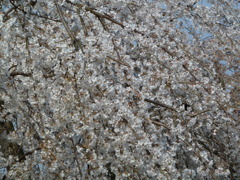しだれ桜-5