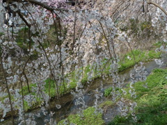 しだれ桜-3