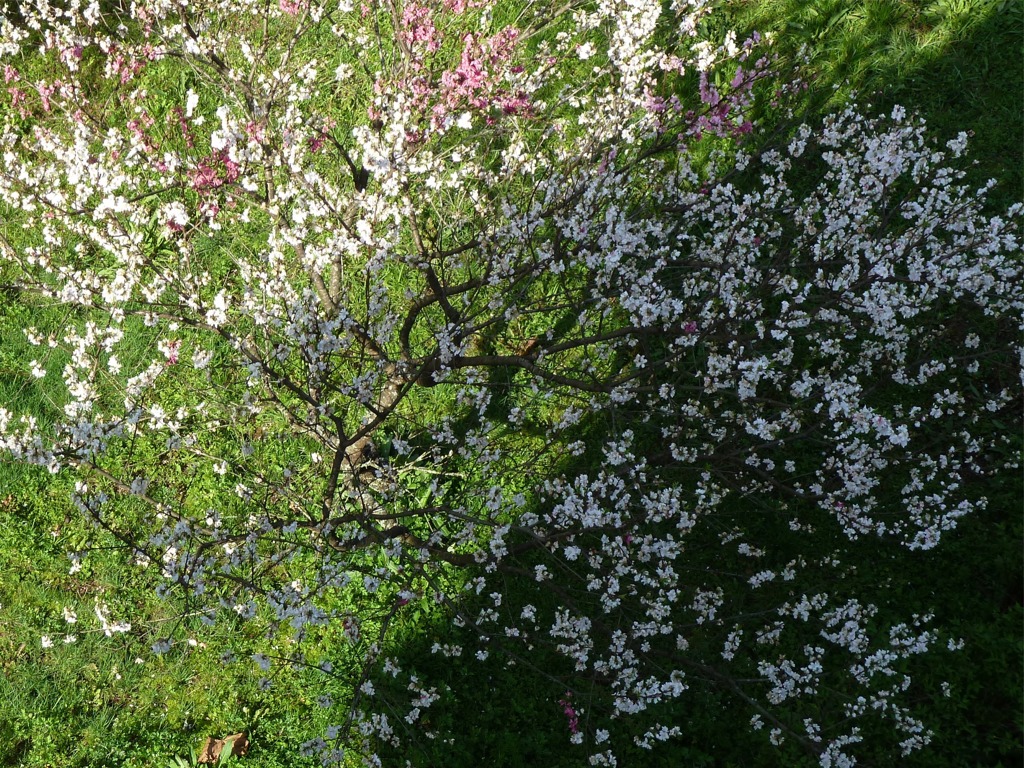 冨士山（とみすやま）公園の桜-3