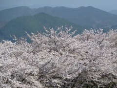 冨士山（とみすやま）公園の桜-2