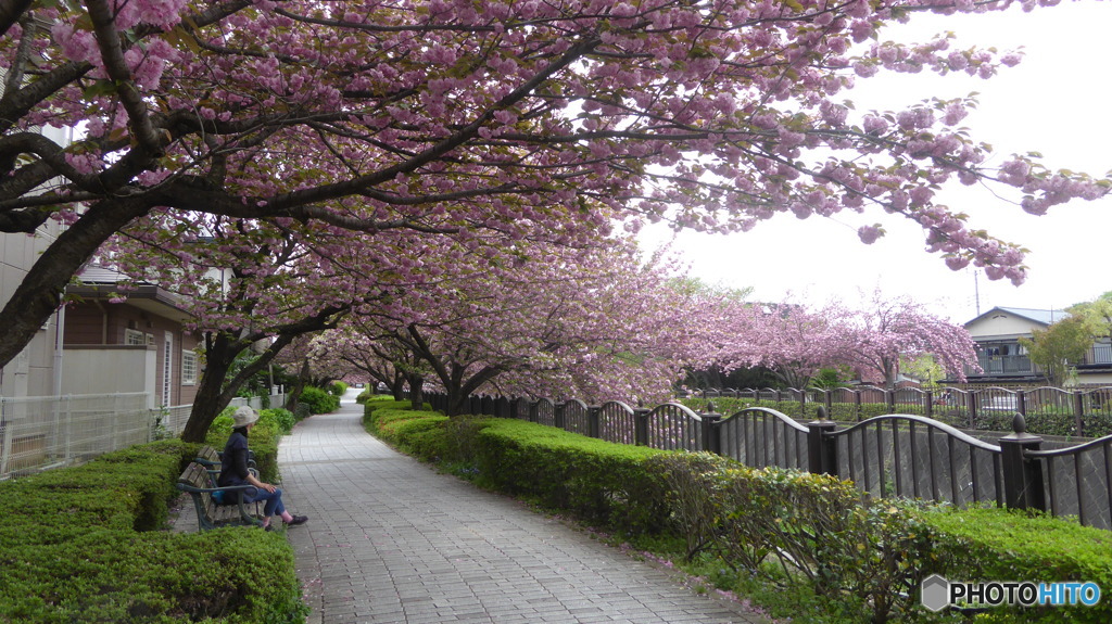 八重桜