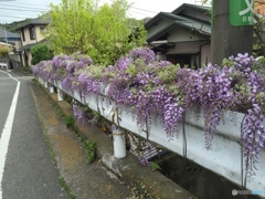 藤