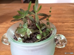 多肉植物