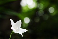 232一輪の花