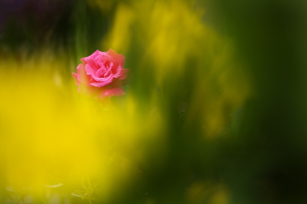 怪しく花開く