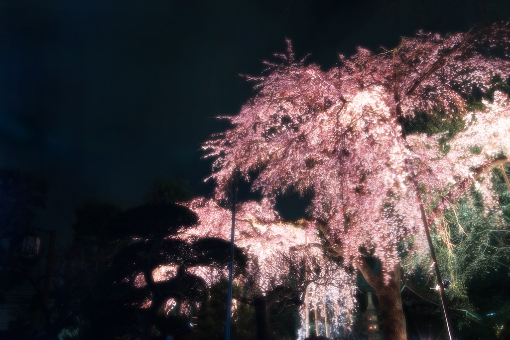 859夢桜