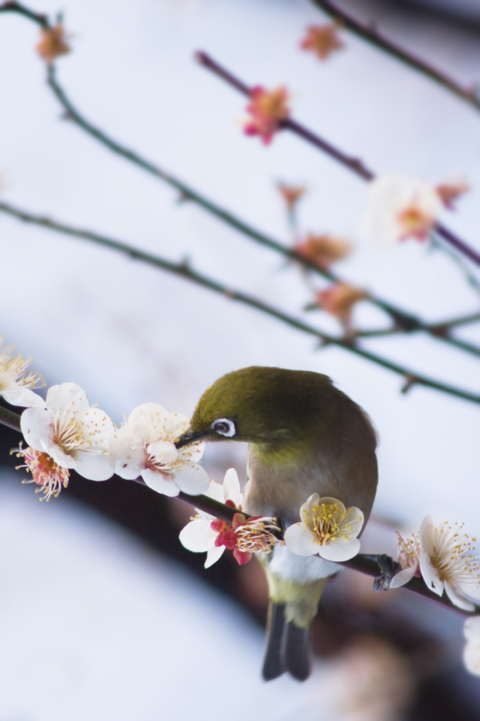 761あかよろし
