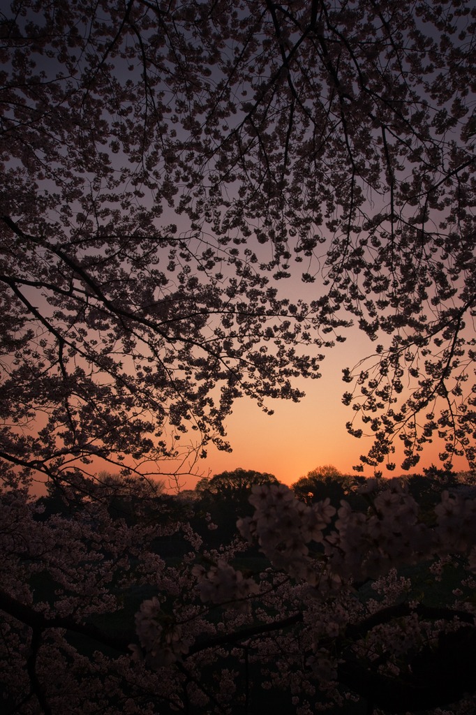 花が目覚める時