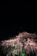 860夜桜