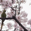 インコの見る桜