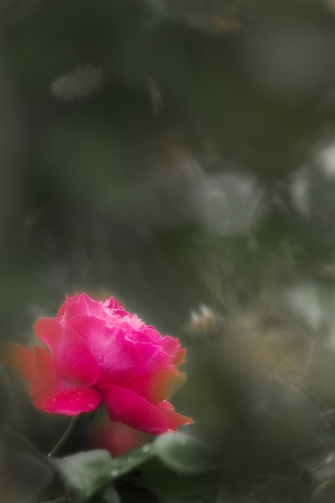 桃色の香る花
