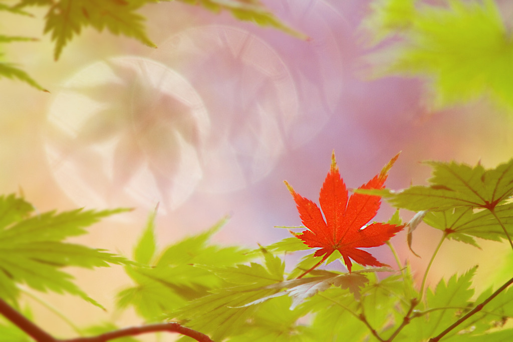 秋模様