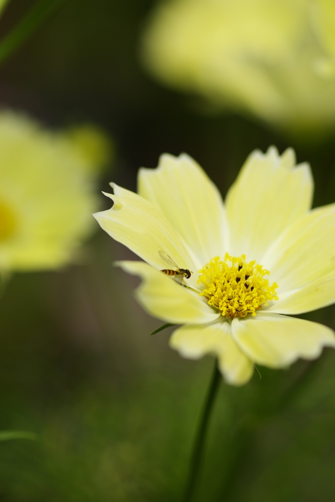 Yellow Cosmos