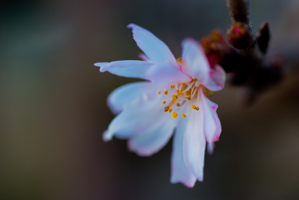 十月桜