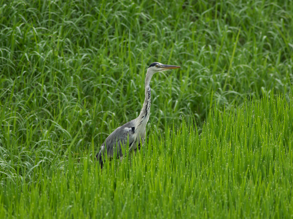 田園サギ