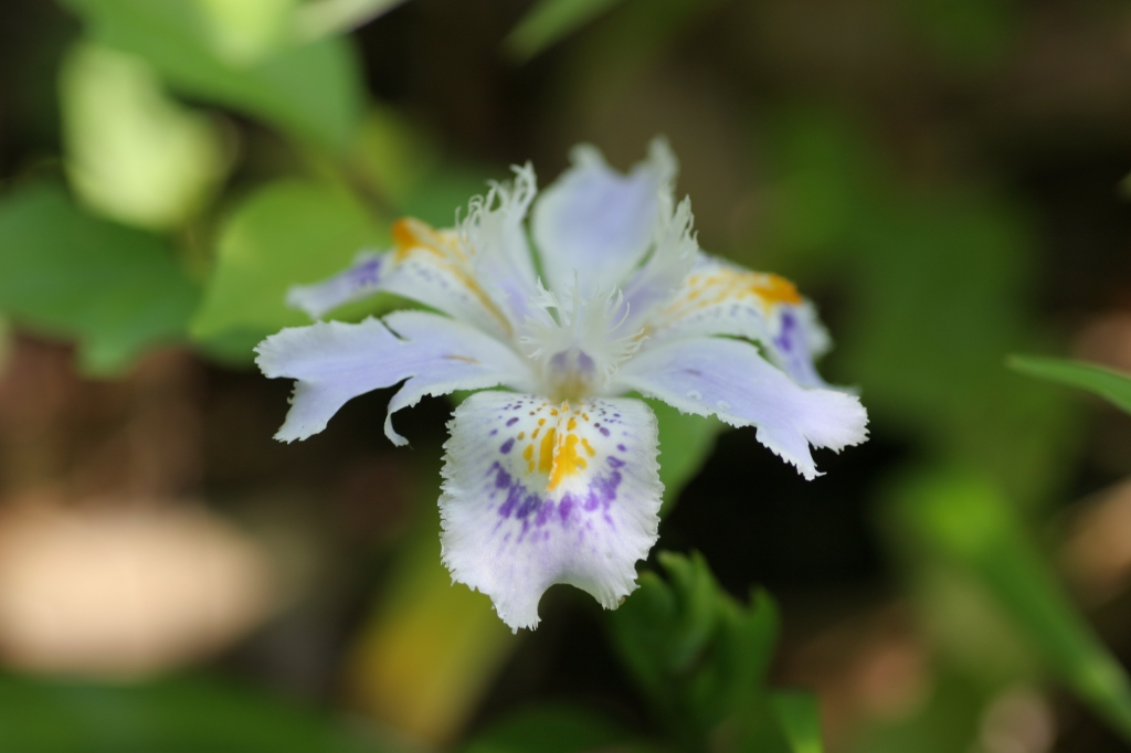 胡蝶花