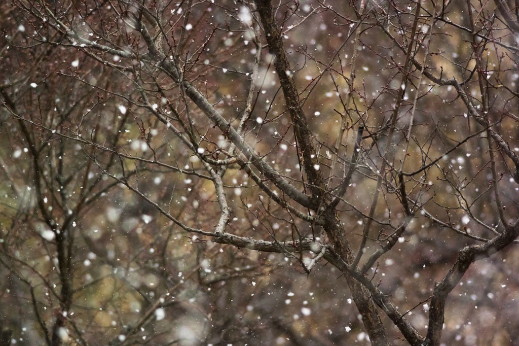 雪の梅園