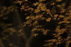 秋の色　梔子色