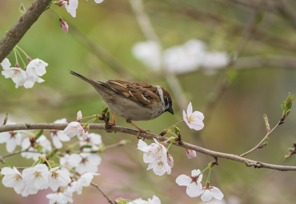 朝のサクラを楽しむ