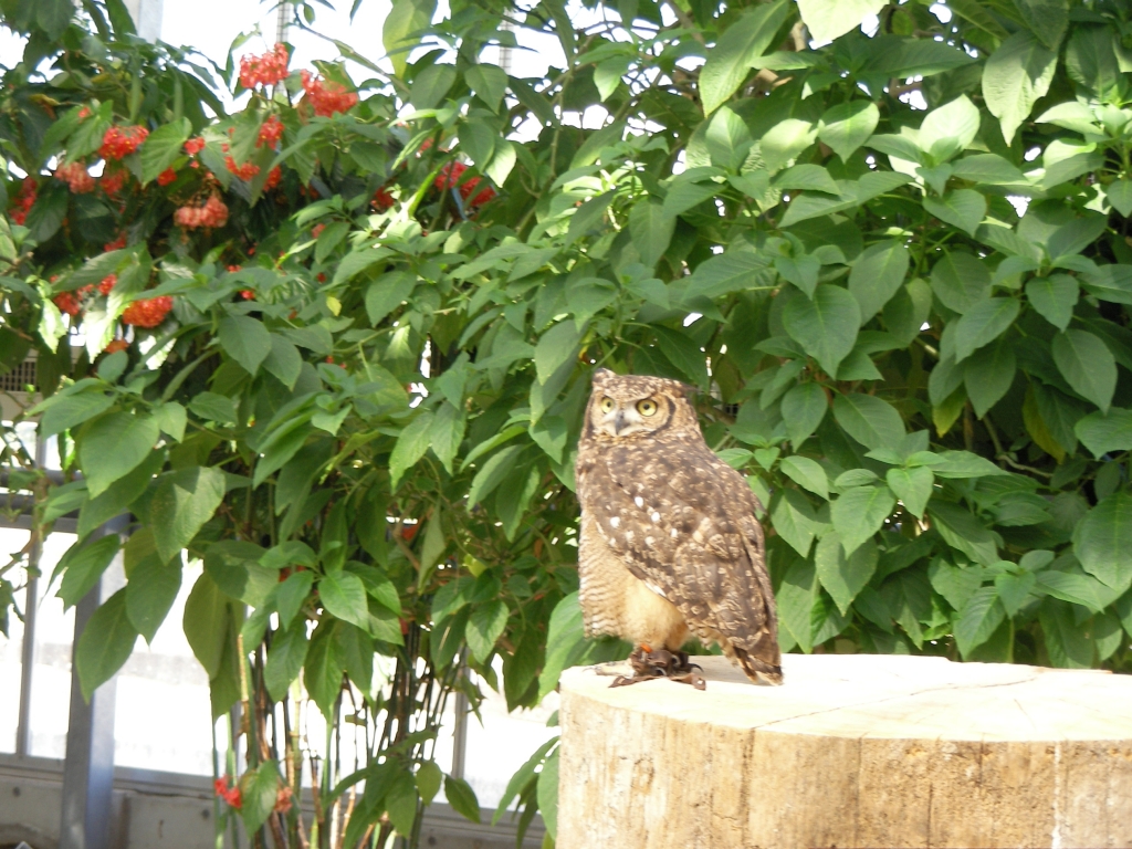 花鳥園