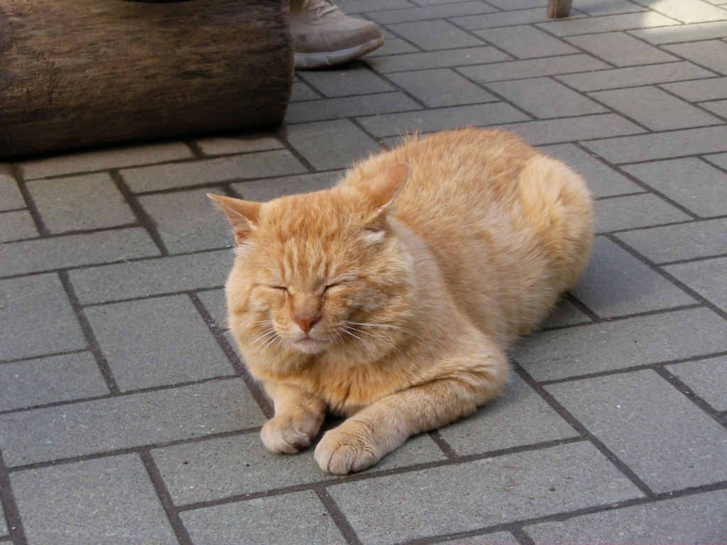 オシンコシンの猫