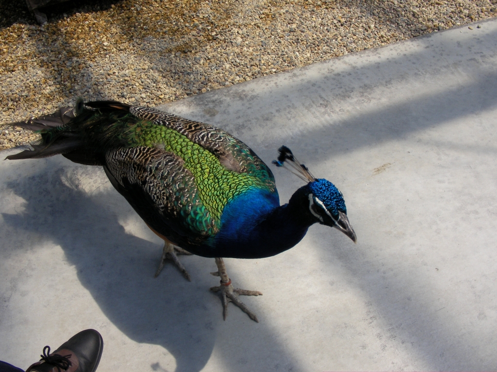 花鳥園
