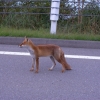 ビーナスラインの狐